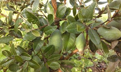 Feijoa&AppleCrush——斐济苹果饮 feijoa