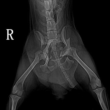 一例犬骨盆骨折手术治疗 骨盆骨折的治疗
