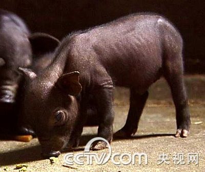 破解天价猪肉背后的秘密 槐猪 徒河黑猪 演员天价片酬的背后