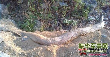 渡劫失败被雷劈死的蛇精 蛇为什么容易被雷劈