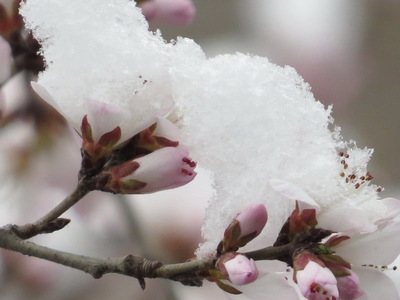 罗曼史作者：三月桃花雪/桃子