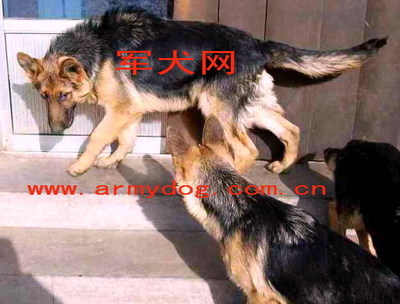 犬瘟热的症状与治疗 神经性犬瘟热早期症状