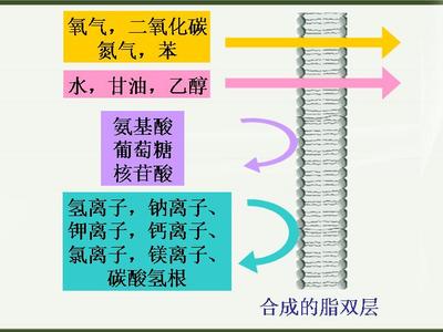 《物质跨膜运输的方式》教学反思 物质跨膜运输的实例