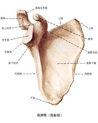 胸背部疼痛 背部肩膀痛