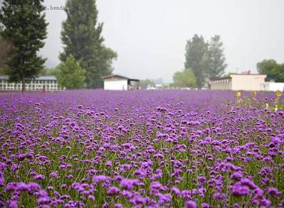 行摄北京怀柔月牙湾薰衣草庄园 月牙湾薰衣草庄园攻略