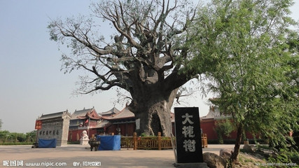 明初山西大槐树大规模移民迁徙原因 山西大槐树