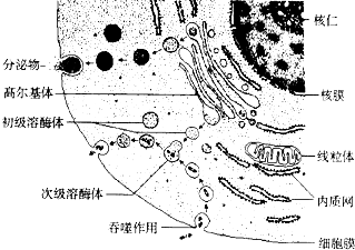 1.2细胞的多样性和统一性课堂教学实录视频 细胞的多样性与统一性