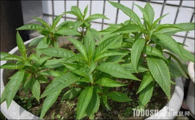 植物成长过程 - 凤仙花 植物成长过程