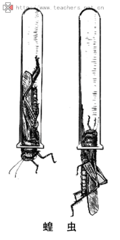 语音的动力——呼吸器官 蝗虫呼吸器官