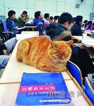 北大的猫 中科大猫