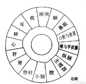 瑶医瑶药 瑶医目诊眼睛部位图解