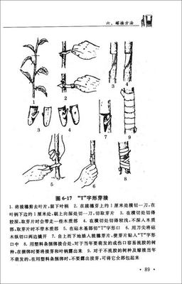 葡萄嫁接方法 葡萄种子嫁接技术图解