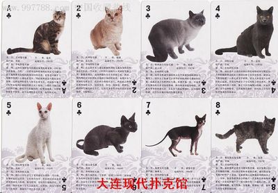 世界名猫大全【图】 名猫的种类和图片价格