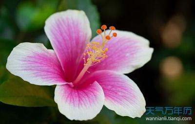 扶桑花怎么养 扶桑花家里养能吉祥吗