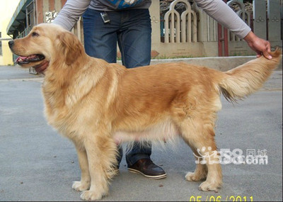 金毛犬性格温顺吗？ 柯基犬性格温顺吗