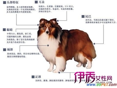 苏格兰牧羊犬好养吗 苏格兰牧羊犬价格