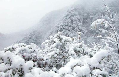 金佛山旅游攻略 金佛山旅游攻略一日游