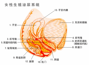 霉菌性阴炎怎么得的 念珠菌性阴炎反复