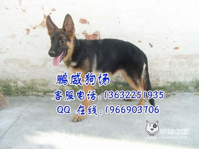 牧羊犬吃什么 牧羊犬多少钱一只