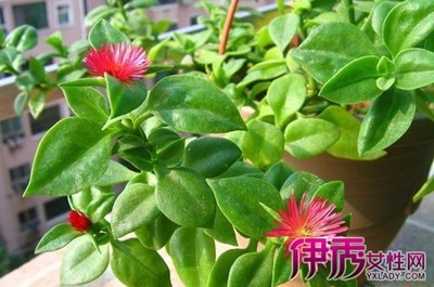 穿心莲种植技术 穿心莲的家庭栽培方法