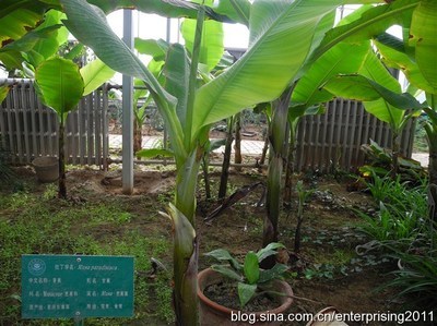 甘肃农业大学植物园植物分类及其照片 北京植物园