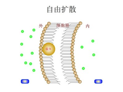 物质的跨膜运输及其实例 物质跨膜运输