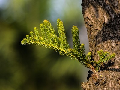 浅谈柏树的药用价值 柏树叶的药用价值