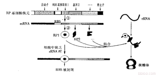 启动子分析 lncrna靶基因预测软件