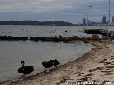 清晨散步在珀斯的天鹅湖（SwanLake,Perth) 天鹅湖