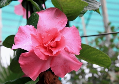 夹竹桃科愉悦飘香藤（Mandevilla×amabilis'AliceduPont'）