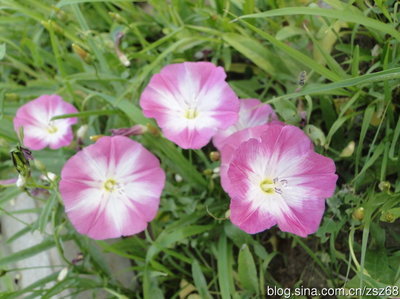 亮丽的打碗花PK田旋花、旋花 田旋花