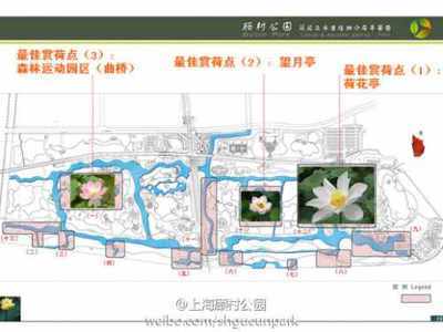 上海人民公园荷花盛开 上海顾村公园荷花节