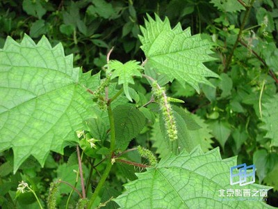 蝎子草（火麻草） 蝎子草的功效与作用