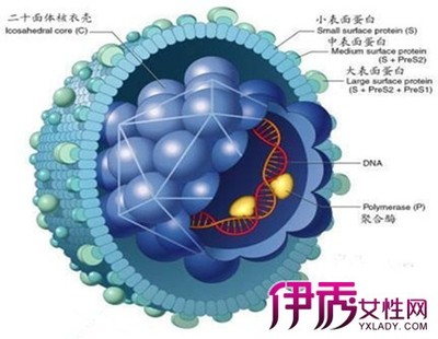 乙肝病毒携带者高复制期的转阴方 乙肝携带者能转阴吗