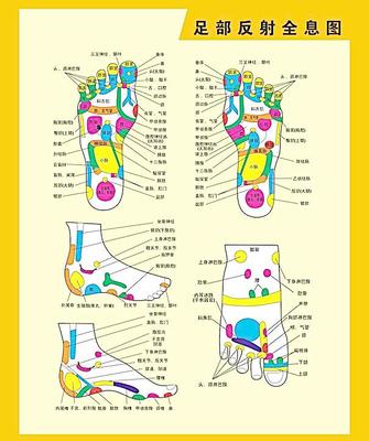 五脏六腑位置图人体穴位全息图和反射图 按穴位给五脏六腑洗澡