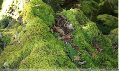 关于普洱茶纯料与拼配知识的一篇好文章,值得静心读一 普洱茶的拼配