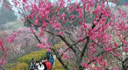 南京梅花山的梅 南京梅花山停车场