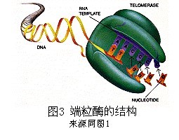 植物端粒与端粒酶 端粒酶的价格