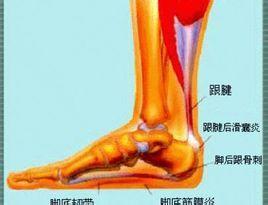 足跟骨刺单方(转) 足跟骨刺挂哪科
