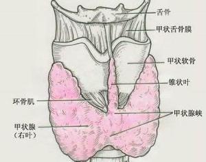 慢性淋巴结炎饮食 慢性淋巴性甲状腺炎