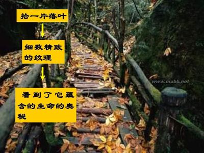 《山中访友》教案 山中访友第一课时教案