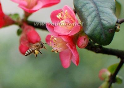 不止是美丽容颜——记蜂花粉的多种功效_松木小舍 盘古小舍