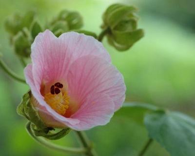 木芙蓉花语 芙蓉花语是什么