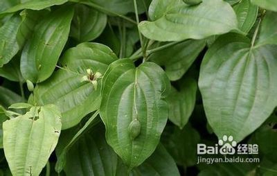 [转载]治老年皮肤瘙痒一神方 老年皮肤瘙痒的治疗