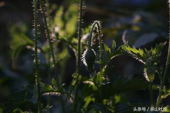 突然我又想起你的脸 在每个想你对夏天里