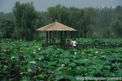 江苏：金湖万亩荷花荡之醉美风光（组图）