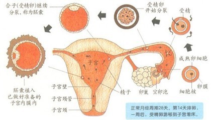 女人怀孕多久会有反应？ 怀孕多久有反应