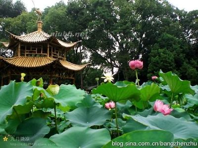 盛夏清莲朵朵开（嘉定古猗园睡莲展） 盛夏朵朵开全文阅读