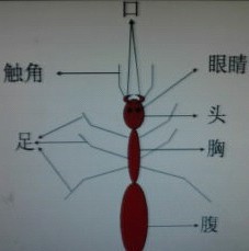 暑假科学网络观察日记大全 观察日记大全