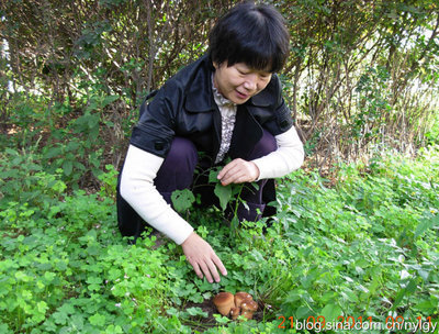 南阳国家农业科技园区惊现野生头状秃马勃菌 马勃的功效与作用